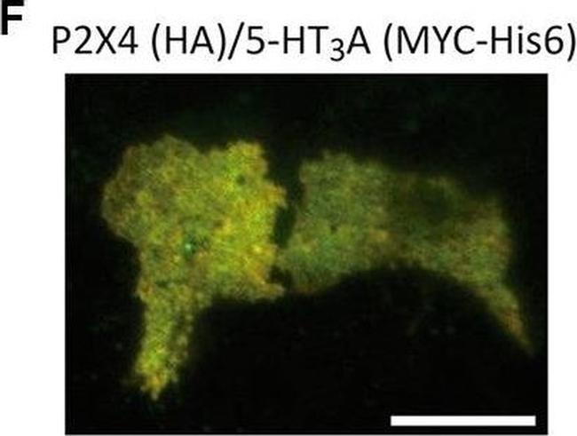 Mouse IgG (H+L) Highly Cross-Adsorbed Secondary Antibody in Immunocytochemistry (ICC/IF)