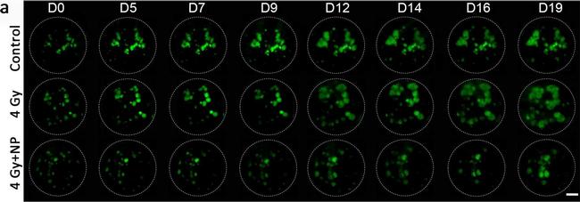 Mouse IgG (H+L) Highly Cross-Adsorbed Secondary Antibody in Immunocytochemistry (ICC/IF)