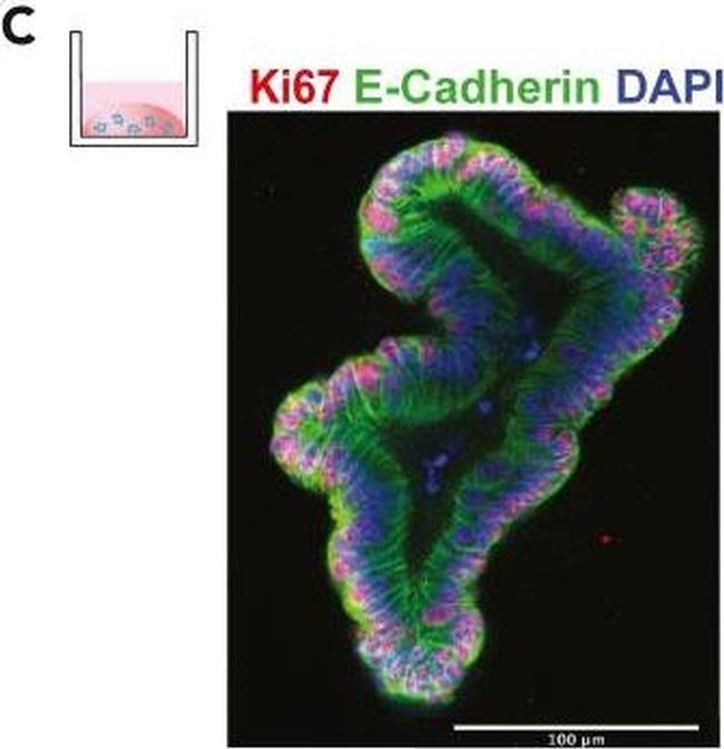 Mouse IgG (H+L) Highly Cross-Adsorbed Secondary Antibody in Immunohistochemistry (IHC)