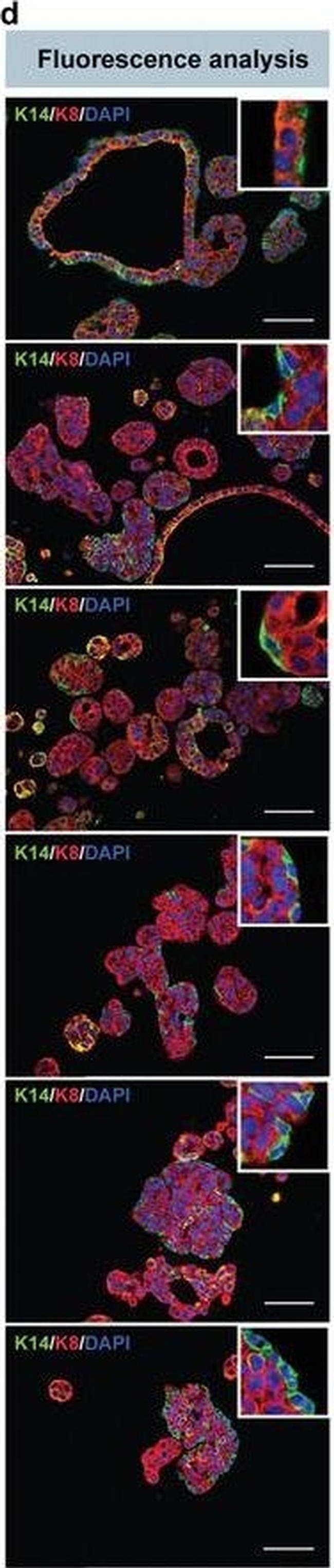 Mouse IgG (H+L) Highly Cross-Adsorbed Secondary Antibody in Immunohistochemistry (Paraffin) (IHC (P))