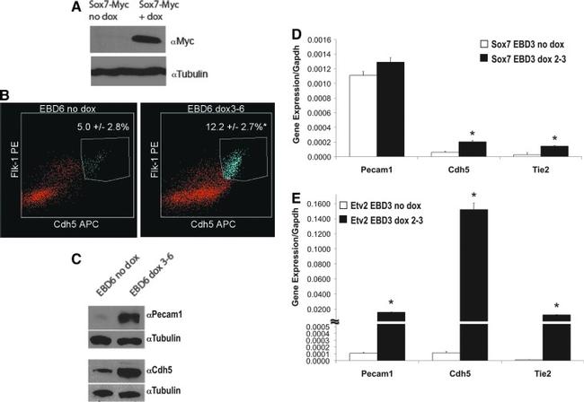 CD144 (VE-cadherin) Antibody in Western Blot, Flow Cytometry (WB, Flow)