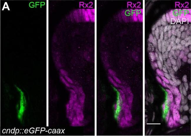 Rabbit IgG (H+L) Highly Cross-Adsorbed Secondary Antibody in Immunohistochemistry (PFA fixed) (IHC (PFA))