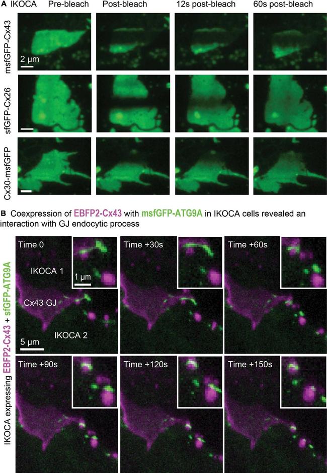 Rabbit IgG (H+L) Highly Cross-Adsorbed Secondary Antibody in Immunocytochemistry (ICC/IF)