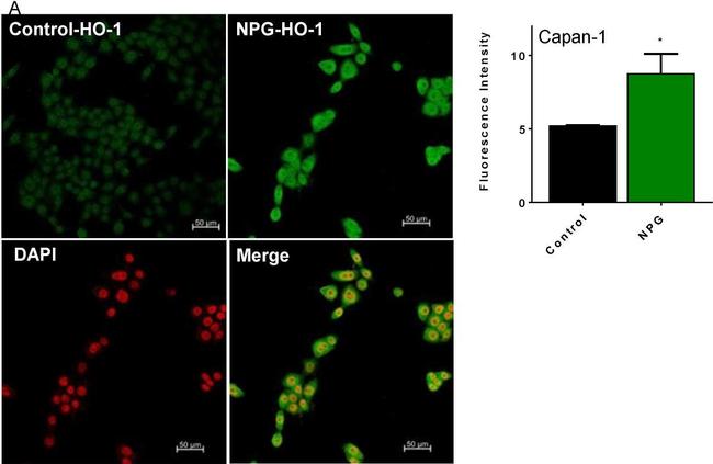 Rabbit IgG (H+L) Highly Cross-Adsorbed Secondary Antibody in Immunocytochemistry (ICC/IF)