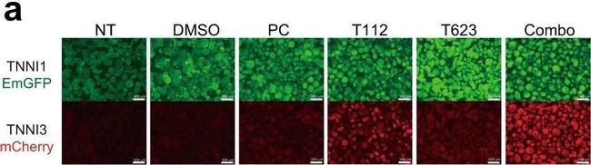 Rabbit IgG (H+L) Highly Cross-Adsorbed Secondary Antibody in Immunocytochemistry (ICC/IF)