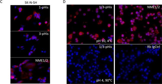 Rabbit IgG (H+L) Highly Cross-Adsorbed Secondary Antibody in Immunocytochemistry (ICC/IF)