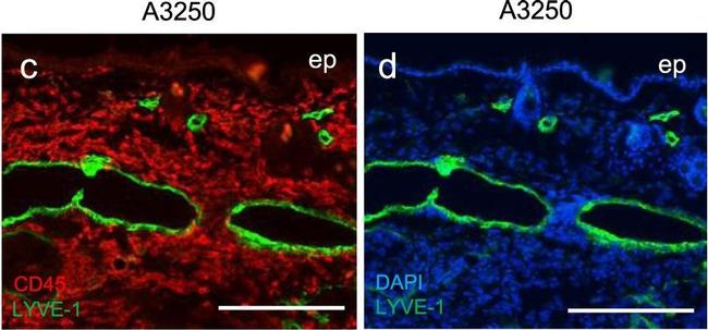 Rabbit IgG (H+L) Cross-Adsorbed Secondary Antibody in Immunohistochemistry (Frozen) (IHC (F))