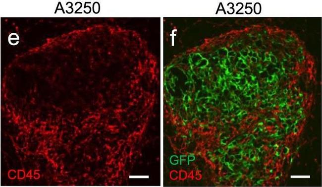 Rabbit IgG (H+L) Cross-Adsorbed Secondary Antibody in Immunohistochemistry (Frozen) (IHC (F))