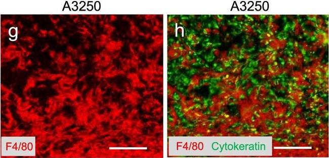 Rabbit IgG (H+L) Cross-Adsorbed Secondary Antibody in Immunohistochemistry (Frozen) (IHC (F))