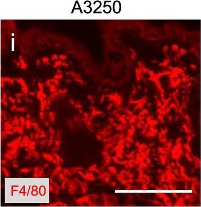 Rat IgG (H+L) Cross-Adsorbed Secondary Antibody in Immunohistochemistry (Frozen) (IHC (F))