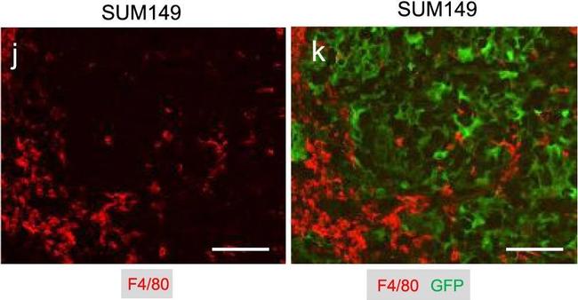 Rabbit IgG (H+L) Cross-Adsorbed Secondary Antibody in Immunohistochemistry (Frozen) (IHC (F))