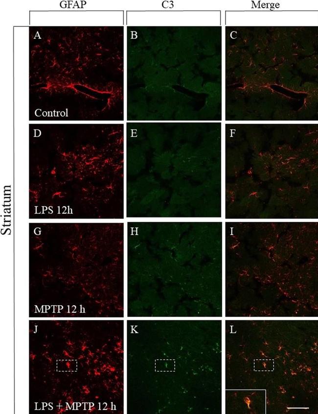 Mouse IgG (H+L) Highly Cross-Adsorbed Secondary Antibody in Immunohistochemistry (Frozen) (IHC (F))