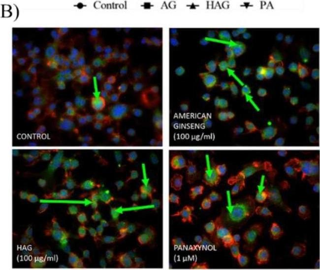 Mouse IgG (H+L) Cross-Adsorbed Secondary Antibody in Immunocytochemistry (ICC/IF)