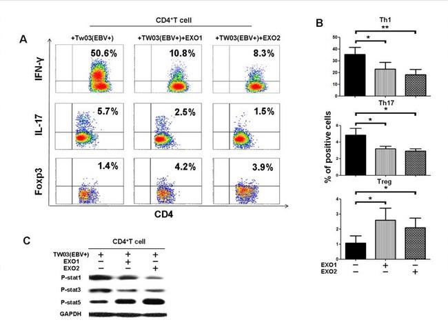 FOXP3 Antibody in Flow Cytometry (Flow)