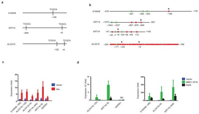 AIRE Antibody in ChIP Assay (ChIP)