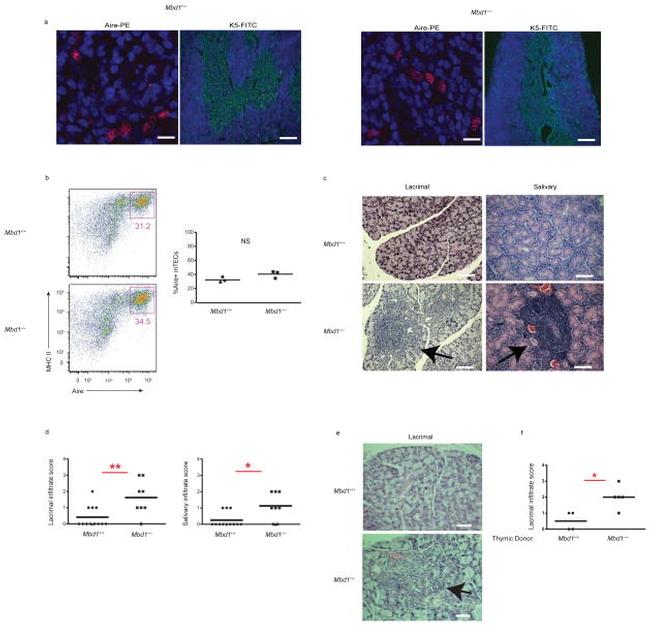 AIRE Antibody in Immunocytochemistry, Flow Cytometry (ICC/IF, Flow)