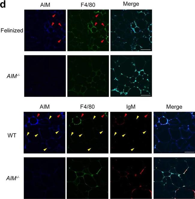 Mouse IgM (Heavy chain) Cross-Adsorbed Secondary Antibody in Immunohistochemistry (Paraffin) (IHC (P))