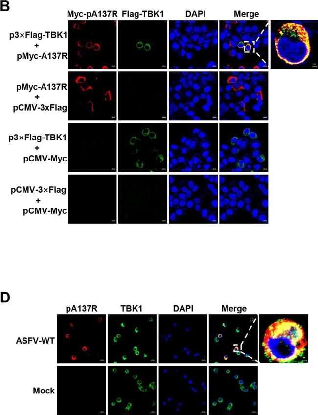 Rabbit IgG (H+L) Highly Cross-Adsorbed Secondary Antibody in Immunocytochemistry (ICC/IF)