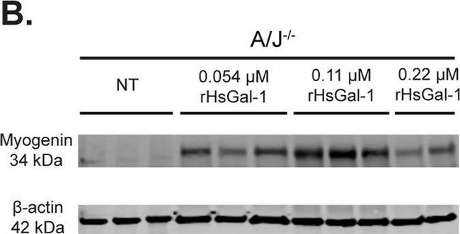 Mouse IgG (H+L) Highly Cross-Adsorbed Secondary Antibody in Western Blot (WB)