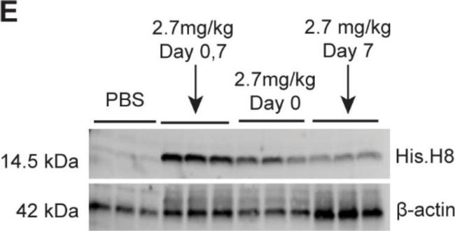 Mouse IgG (H+L) Highly Cross-Adsorbed Secondary Antibody in Western Blot (WB)