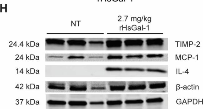 Mouse IgG (H+L) Highly Cross-Adsorbed Secondary Antibody in Western Blot (WB)