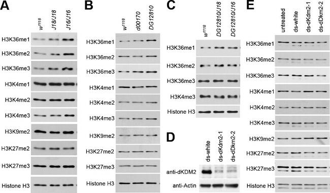 Actin Antibody in Western Blot (WB)