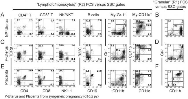 NK1.1 Antibody in Flow Cytometry (Flow)