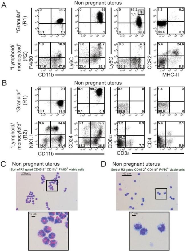 CD24 Antibody in Flow Cytometry (Flow)