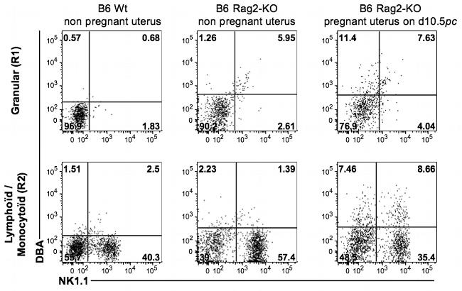 NK1.1 Antibody in Flow Cytometry (Flow)