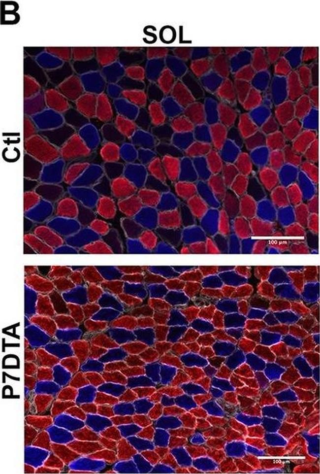 Mouse IgG1 Cross-Adsorbed Secondary Antibody in Immunohistochemistry (Frozen) (IHC (F))