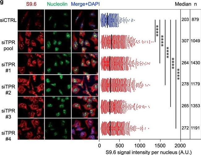 Mouse IgG (H+L) Cross-Adsorbed Secondary Antibody in Immunocytochemistry (ICC/IF)