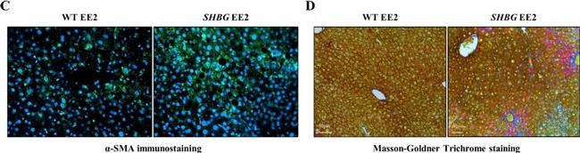 Mouse IgG (H+L) Highly Cross-Adsorbed Secondary Antibody in Immunohistochemistry (Paraffin) (IHC (P))