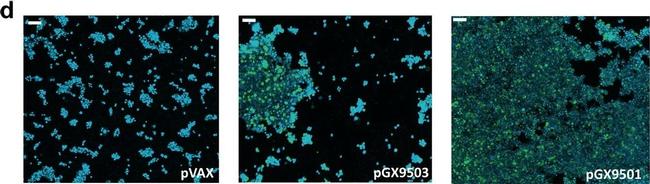 Rabbit IgG (H+L) Highly Cross-Adsorbed Secondary Antibody in Immunocytochemistry (ICC/IF)