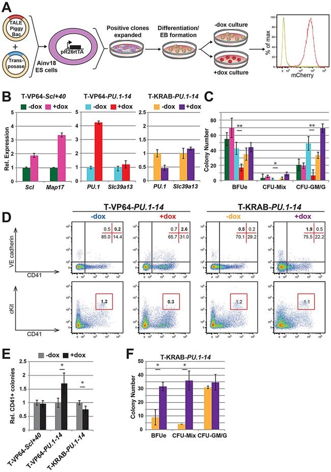 CD41a Antibody in Flow Cytometry (Flow)