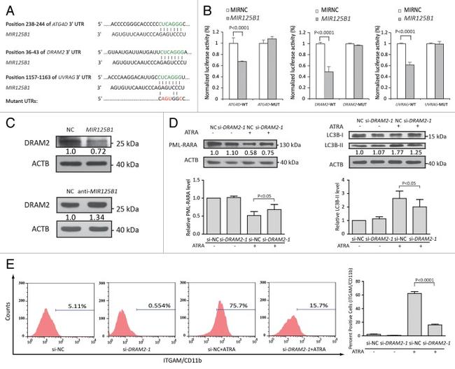 CD11b (activation epitope) Antibody in Flow Cytometry (Flow)