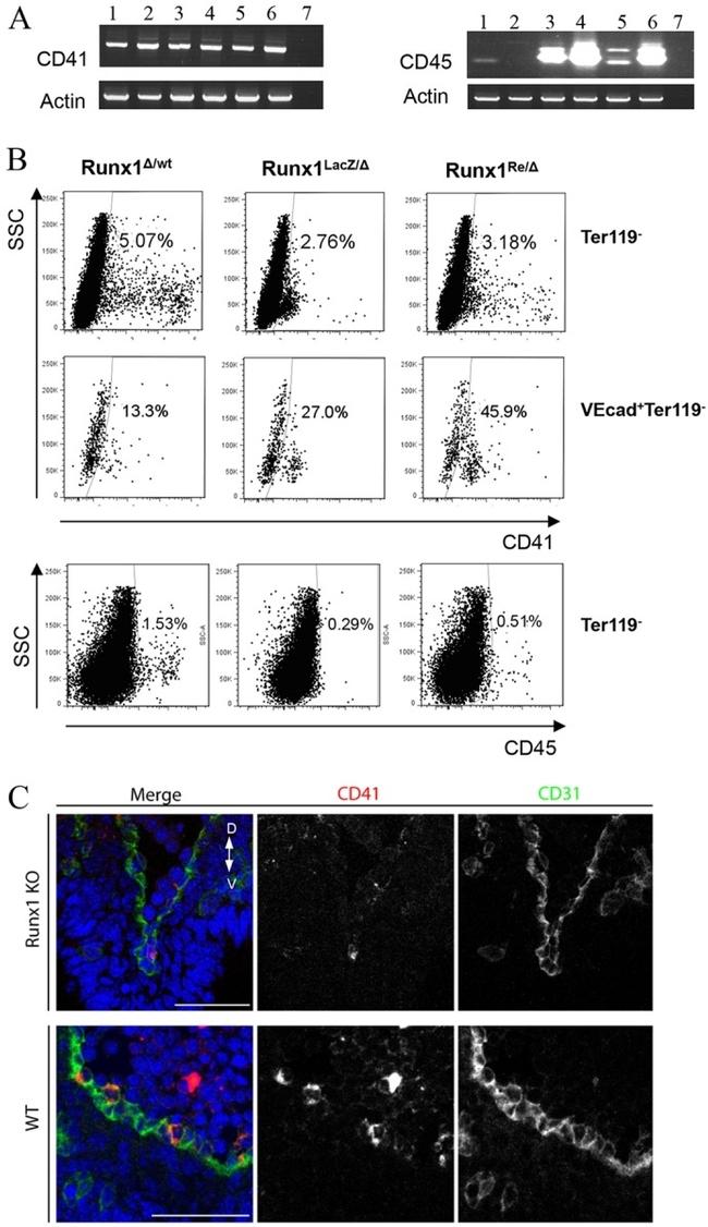 CD41a Antibody in Immunocytochemistry, Flow Cytometry (ICC/IF, Flow)