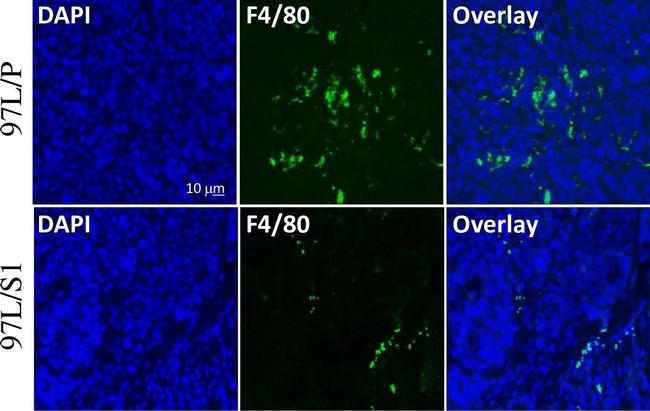 Rat IgG (H+L) Highly Cross-Adsorbed Secondary Antibody in Immunohistochemistry (Paraffin) (IHC (P))