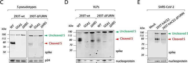 Rabbit IgG (H+L) Cross-Adsorbed Secondary Antibody in Western Blot (WB)