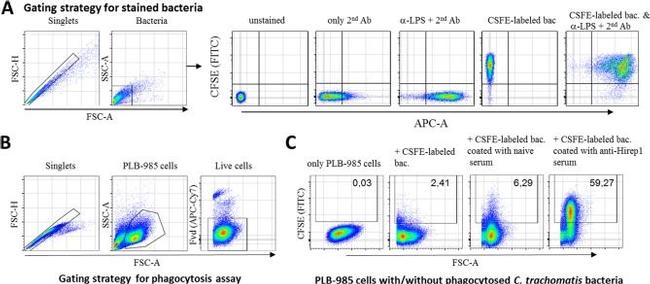 Mouse IgG (H+L) Cross-Adsorbed Secondary Antibody in Flow Cytometry (Flow)