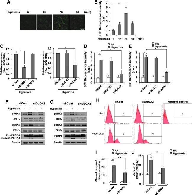 Phospho-JNK1/JNK2 (Thr183, Tyr185) Antibody in Western Blot (WB)