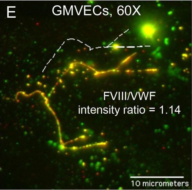 Mouse IgG (H+L) Cross-Adsorbed Secondary Antibody in Immunocytochemistry (ICC/IF)