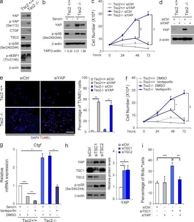 TSC1 Antibody