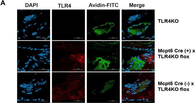 Rat IgG (H+L) Cross-Adsorbed Secondary Antibody in Immunohistochemistry (IHC)