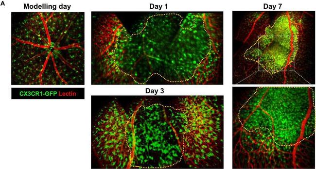 Rat IgG (H+L) Cross-Adsorbed Secondary Antibody in Immunohistochemistry (IHC)