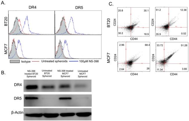 CD261 (DR4) Antibody