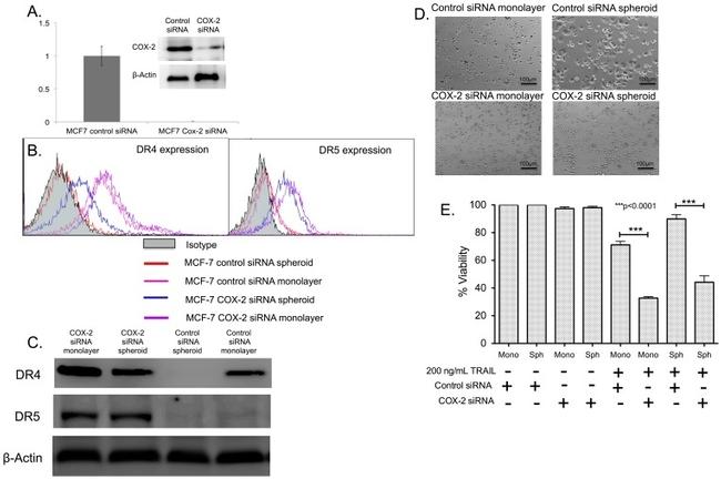 CD261 (DR4) Antibody in Flow Cytometry (Flow)