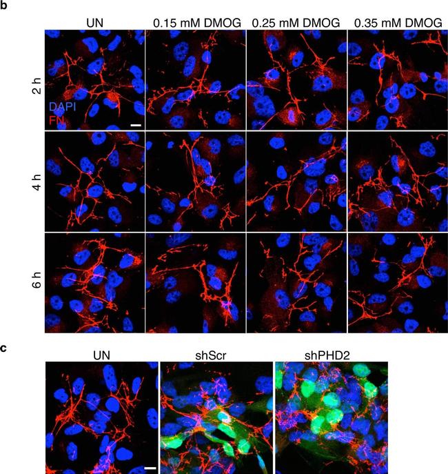 Mouse IgG (H+L) Highly Cross-Adsorbed Secondary Antibody in Immunocytochemistry (ICC/IF)