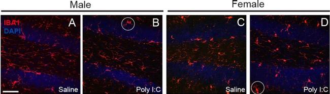 Rabbit IgG (H+L) Highly Cross-Adsorbed Secondary Antibody in Immunohistochemistry (PFA fixed) (IHC (PFA))