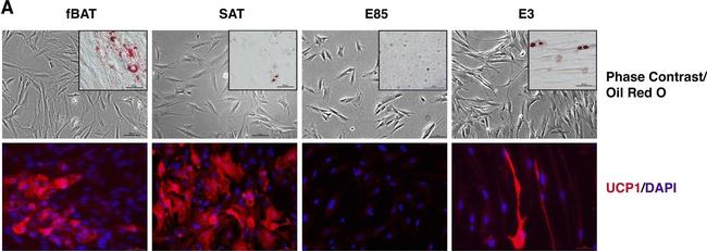 Rabbit IgG (H+L) Highly Cross-Adsorbed Secondary Antibody in Immunocytochemistry (ICC/IF)