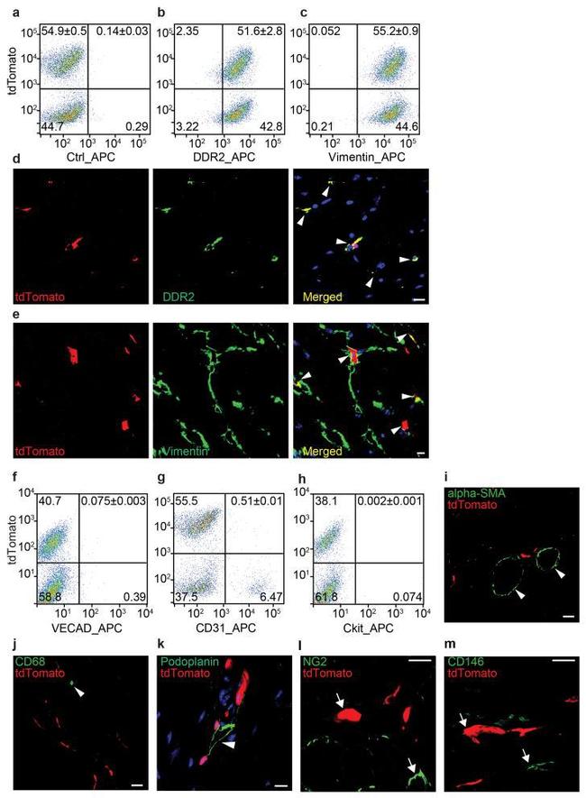 CD144 (VE-cadherin) Antibody in Flow Cytometry (Flow)